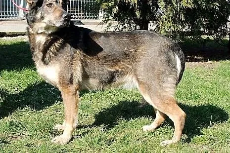 Grey - średni przyjacielski psiak do adopcji,  ślą