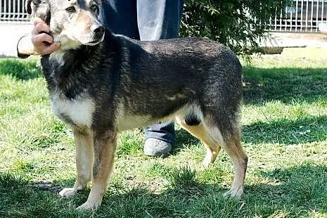 Grey - średni przyjacielski psiak do adopcji,  ślą