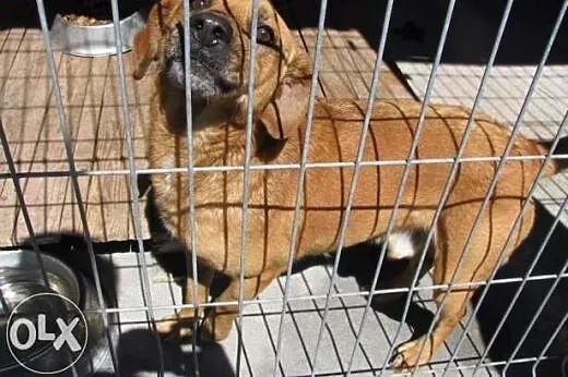 Karmel - poczciwy psiak czeka na Ciebie w schronis