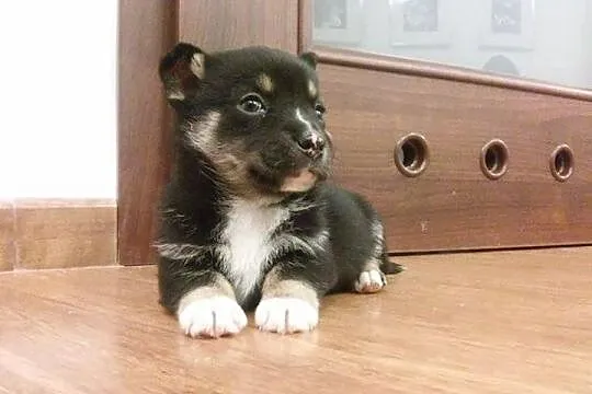 Porzucone 8 tygodniowe szczeniaki, cudowne maluchy do adopcji!