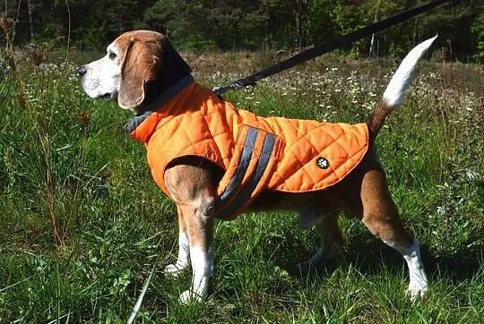 Bagins - kochany pies w typie beagle :)