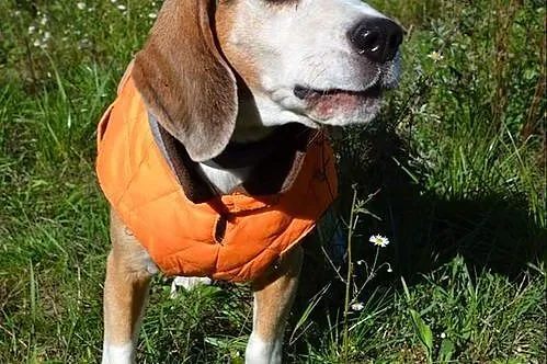 Bagins - kochany pies w typie beagle :)