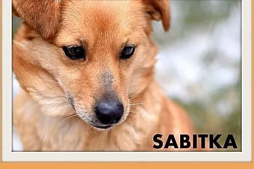SABITKA,mała,9kg,łagodna,wesoła,tulaśna suczka.ADOPCJA,  dolnośląskie Wrocław