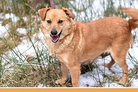 SABITKA,mała,9kg,łagodna,wesoła,tulaśna suczka.ADO