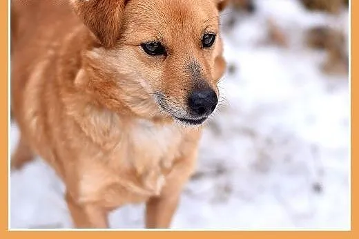 SABITKA,mała,9kg,łagodna,wesoła,tulaśna suczka.ADO