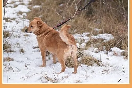 SABITKA,mała,9kg,łagodna,wesoła,tulaśna suczka.ADO