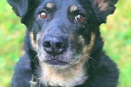 ALIK - cudowny, łagodny psiak, który kocha dzieci;, Poznań