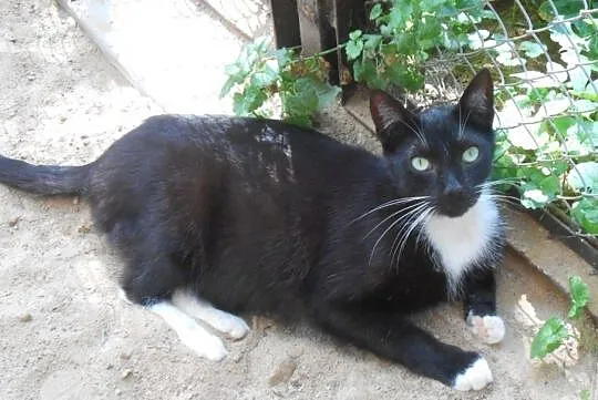Kedi - smukły kocur o bliskowschodniej urodzie uprzejmie prosi o dom, Warmińsko-mazurskie, Olsztyn