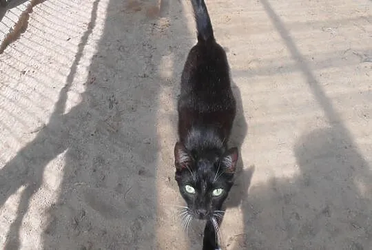 Kedi - smukły kocur o bliskowschodniej urodzie uprzejmie prosi o dom, Warmińsko-mazurskie, Olsztyn