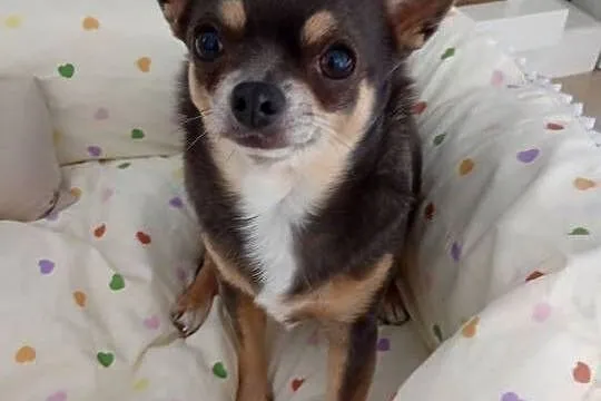 Dorosła chihuahua suczka