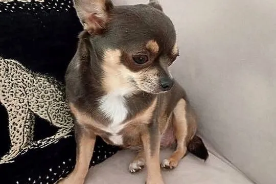 Dorosła chihuahua suczka, Wielkopolskie, Konin