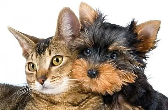 SHRPIK - Yorkshire Terrier - zapraszamy hodowców i