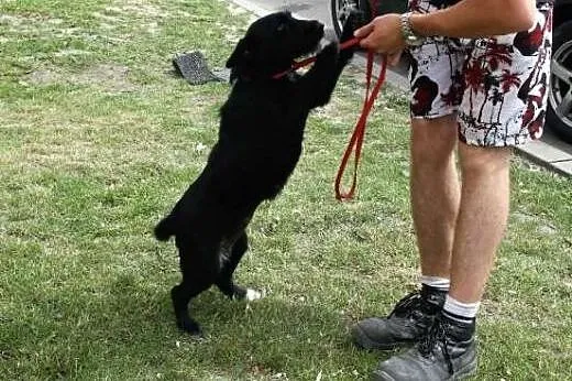 Roczna suczka Kaja czeka na Ciebie w schronisku,  