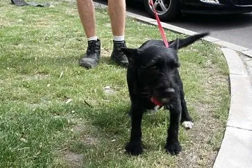 Roczna suczka Kaja czeka na Ciebie w schronisku,  