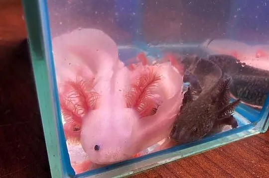 Aksolotl Ambysoma Mexicanum Salamandra Meksykańska  większe i mniejsze