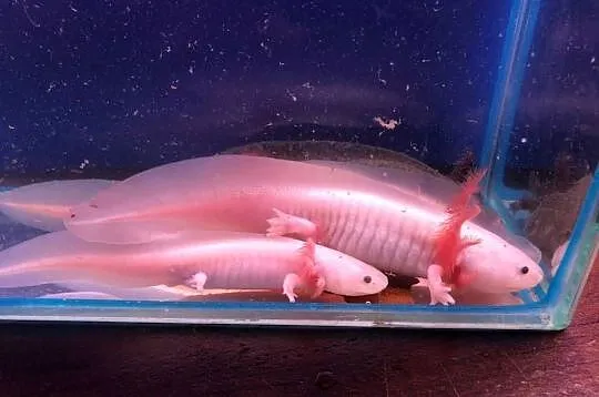Aksolotl Ambysoma Mexicanum Salamandra Meksykańska  większe i mniejsze, Łódzkie, Andrespol