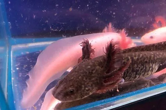 Aksolotl Ambysoma Mexicanum Salamandra Meksykańska  większe i mniejsze, Łódzkie, Andrespol