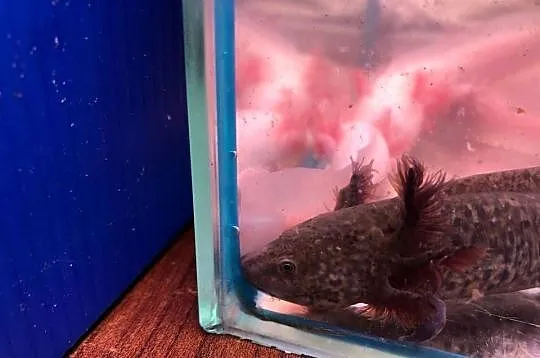 Aksolotl Ambysoma Mexicanum Salamandra Meksykańska  większe i mniejsze, Łódzkie, Andrespol