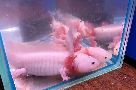 Aksolotl Ambysoma Mexicanum Salamandra Meksykańska  większe i mniejsze, Łódzkie, Andrespol