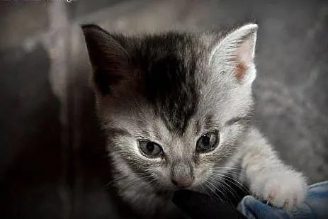 Kocia mama i jej kociaki szukają domu,  śląskie Ry