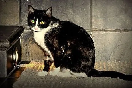 Kocia mama i jej kociaki szukają domu,  śląskie Ry