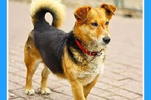 9 kg,dla domatorów,spokojny,łagodny,grzeczny piese