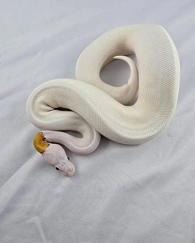 Wąż pyton królewski, python regius samica, Dolnośląskie, Wrocław