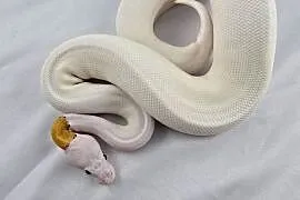Wąż pyton królewski, python regius samica