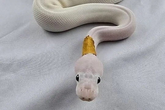 Wąż pyton królewski, python regius samica, Dolnośląskie, Wrocław
