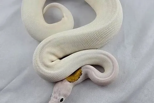 Wąż pyton królewski, python regius samica, Dolnośląskie, Wrocław