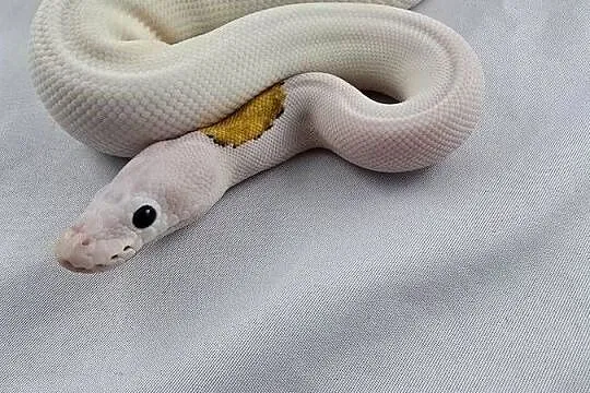 Wąż pyton królewski, python regius samica, Dolnośląskie, Wrocław