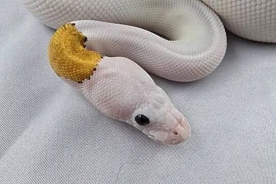 Wąż pyton królewski, python regius samica, Dolnośląskie, Wrocław