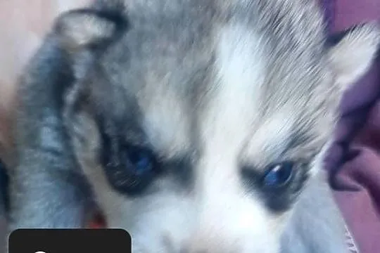 Syberiany husky mlode, Pomorskie, Reda