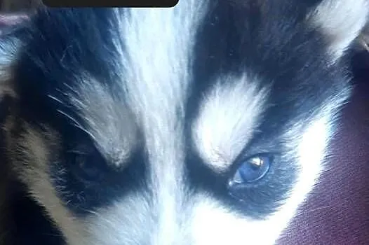 Syberiany husky mlode, Pomorskie, Reda