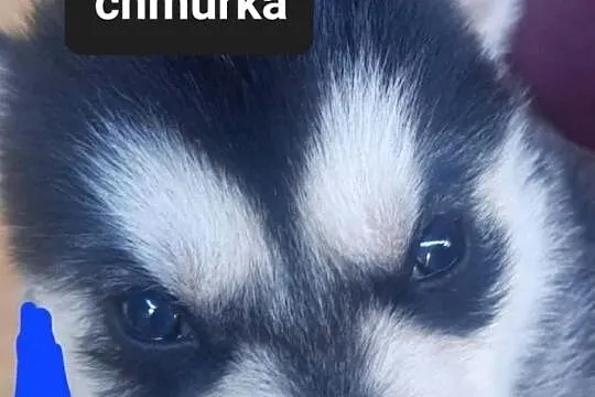Syberiany husky mlode, Pomorskie, Reda