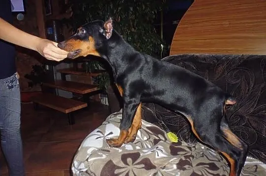 3 miesięczna śliczna dobermanka