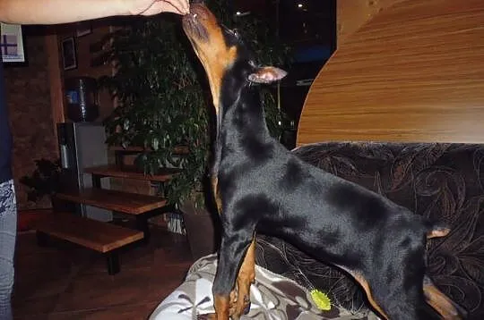 3 miesięczna śliczna dobermanka