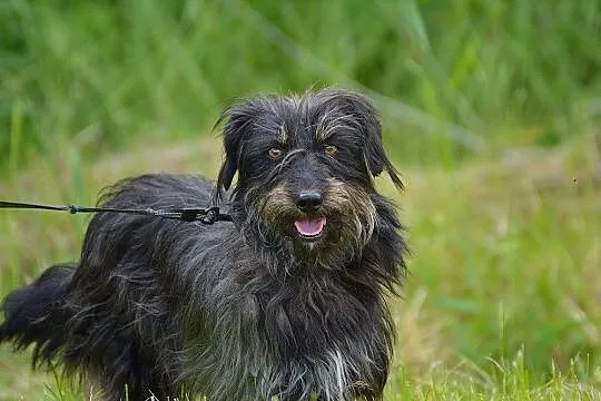 Shaggy, przepiękny  niesamowity przytulas w typie 