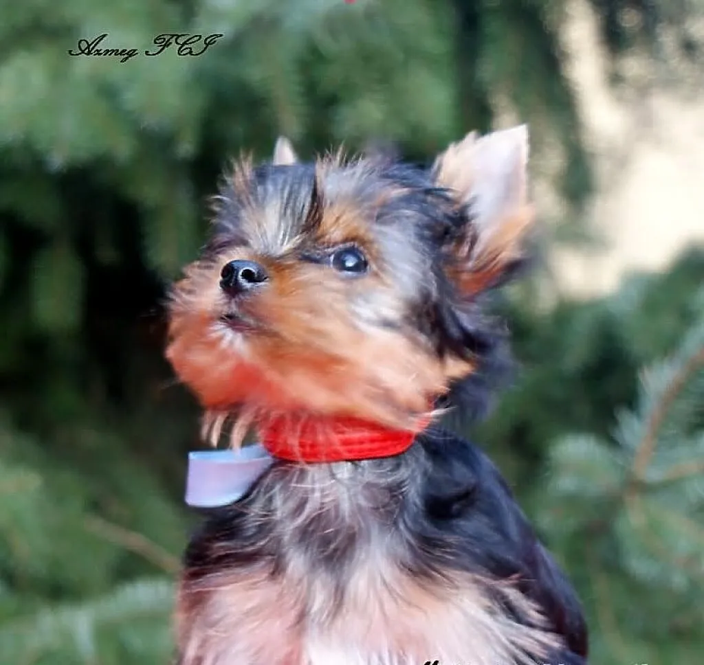 YORK,Yorki z rodowodem FCI