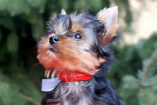 YORK,Yorki z rodowodem FCI