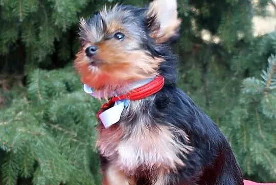 YORK,Yorki z rodowodem FCI