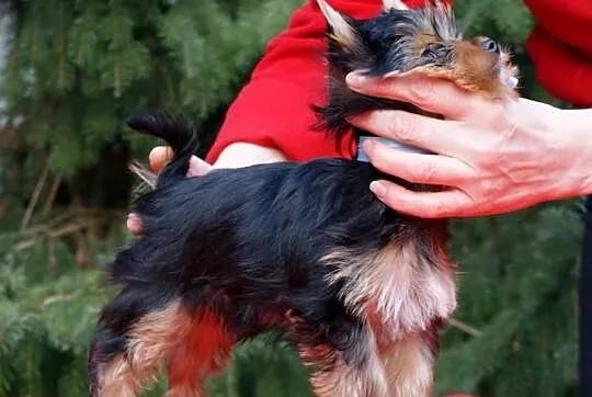 YORK,Yorki z rodowodem FCI