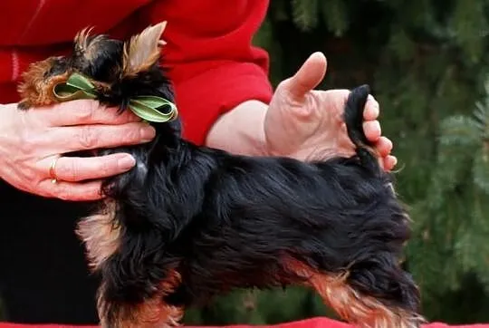YORK,Yorki z rodowodem FCI