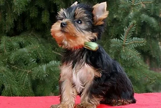 YORK,Yorki z rodowodem FCI