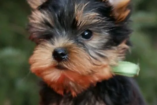 YORK,Yorki z rodowodem FCI