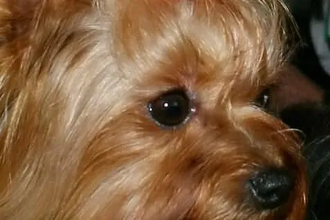 YORK,Yorki z rodowodem FCI