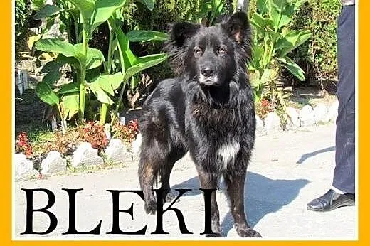3letni,bardzo smutny,spokojny,łagodny pies BLEKI w