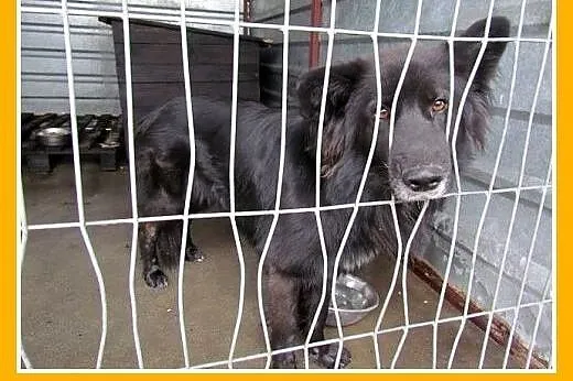 3letni,bardzo smutny,spokojny,łagodny pies BLEKI w