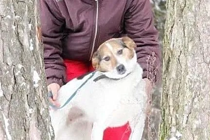 TREPKA niewielka, młoda, łagodna, kochana sunia sz