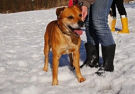 Tofi w pilnej potrzebie szuka domu tymczasowego,